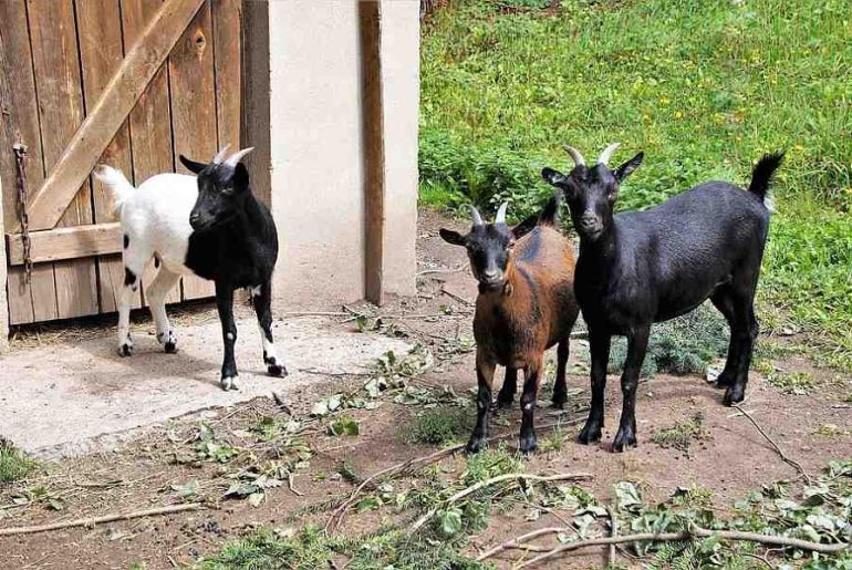 can you own a goat in a residential neighborhood