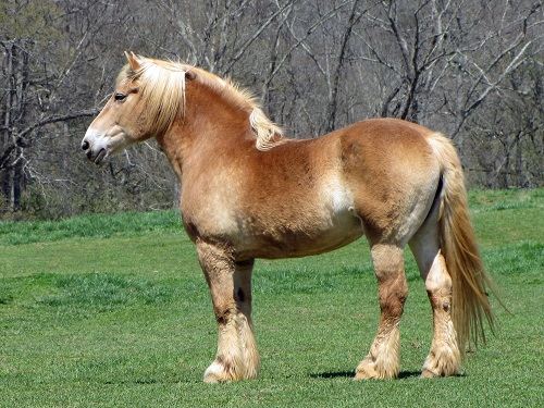 belgian horse