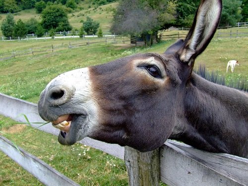 dental care for donkeys