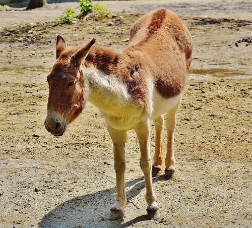 why do hooves need trimming