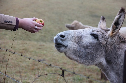 donkey eating apple