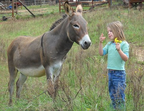 donkeys are good with children