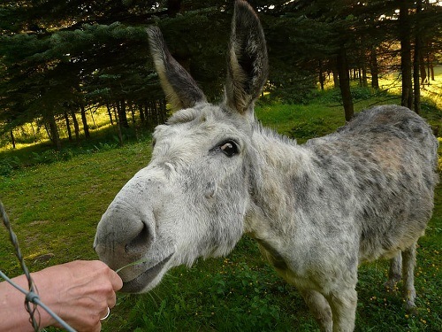 dental problems in donkeys