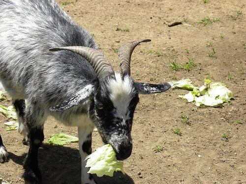 how to feed cabbage to goats