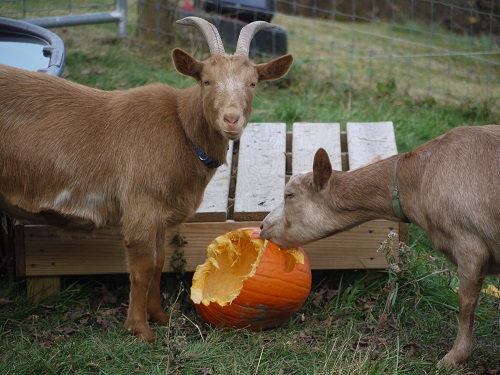 goats can eat pumpkins