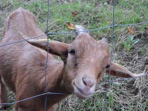 fencing for goats