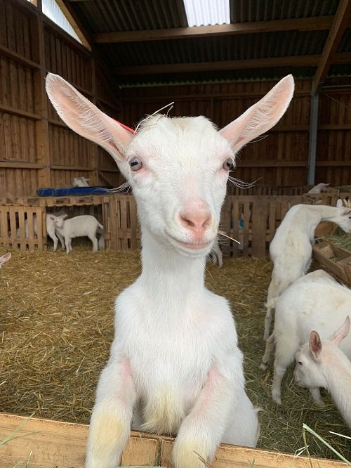 saanen goat milk