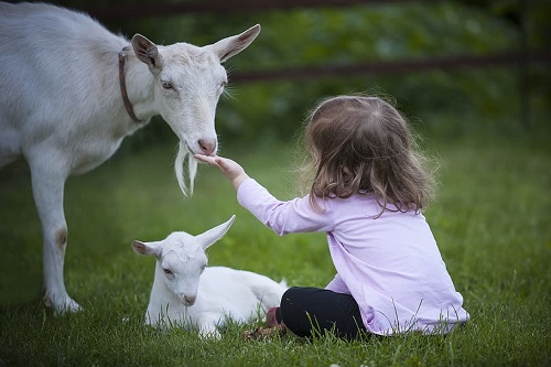 benefits of goats as pets