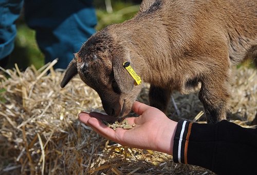 feeding your goat