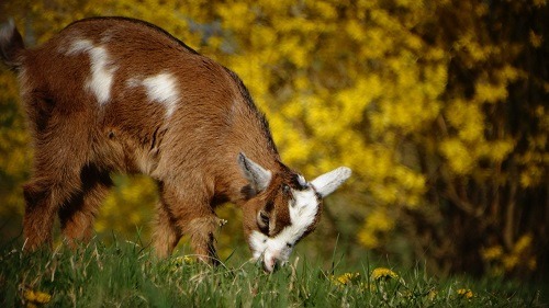 pygmy goat