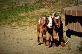 nigerian dwarf goat vs pygmy goat