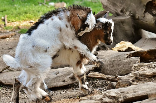 goats head butting
