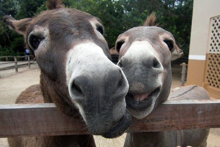 do donkeys have to have their teeth floated