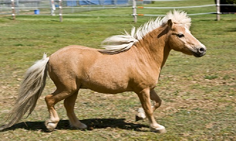 uses of mini horses