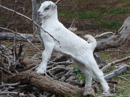 lamancha goat