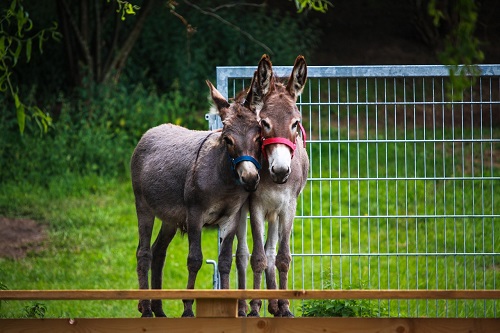 martina franca donkey