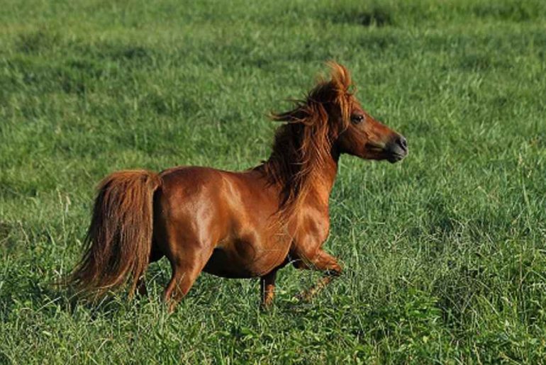 are mini horses natural
