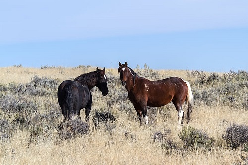 wild mustang