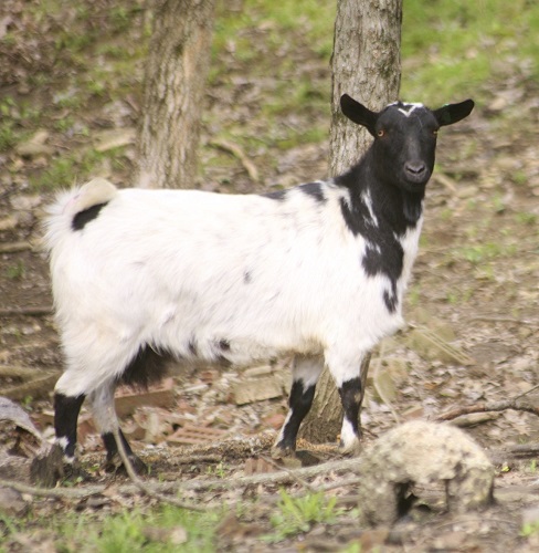 myotonic goat