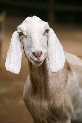 nubian goat