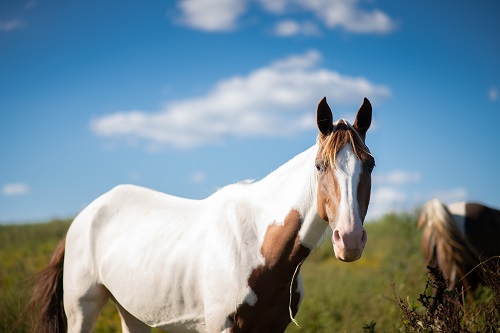 paint horse