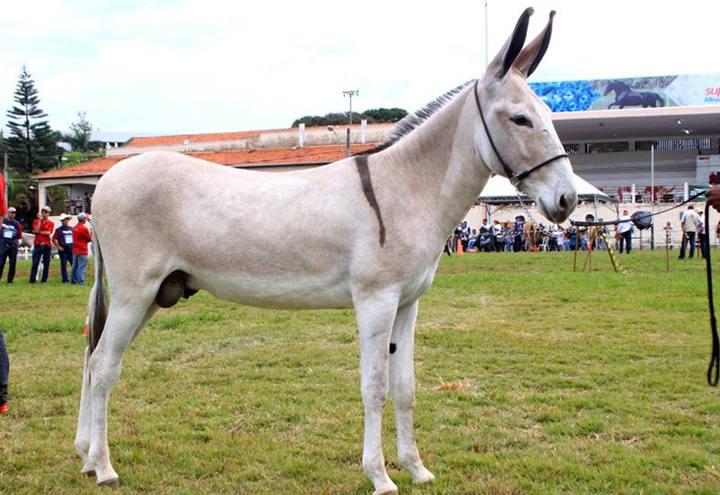 pega donkey from Brazil