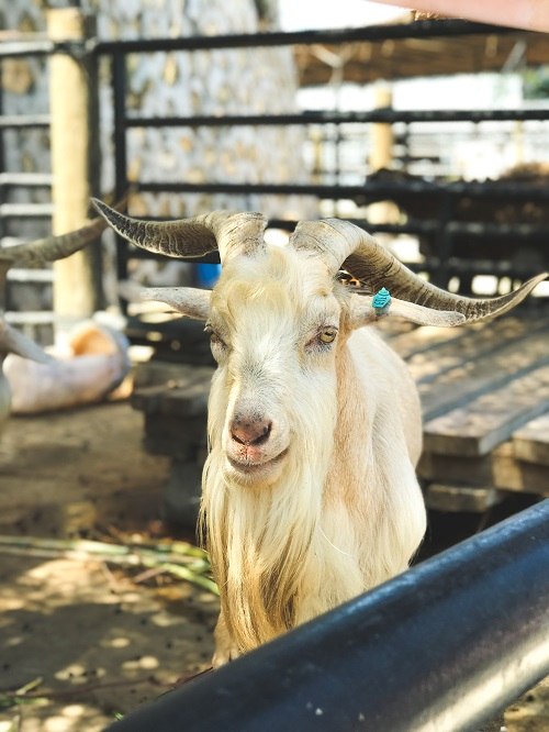 housing for goats