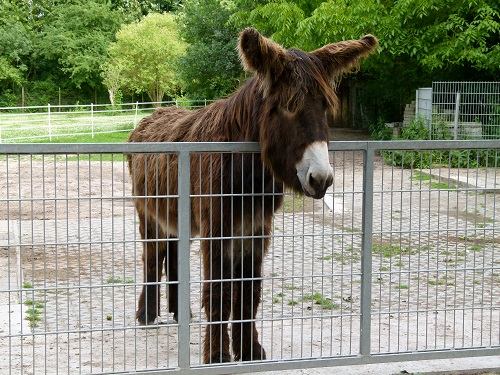 poitou donkey