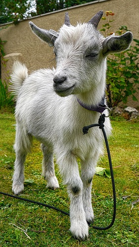 feeding pygmy goats