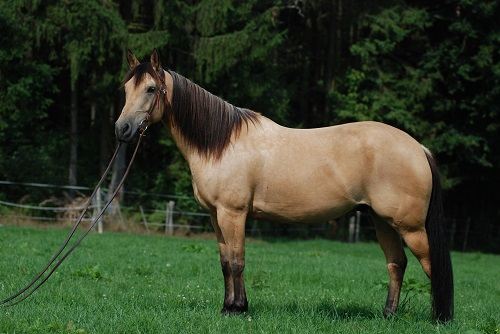 quarter horse