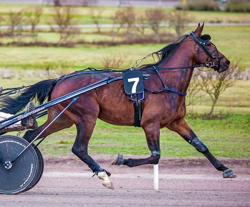 standardbred