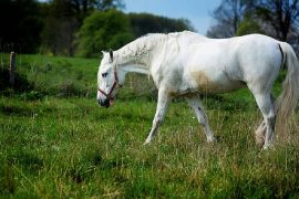 what human food can horses eat