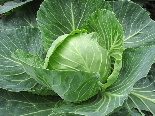 is cabbage good for goats