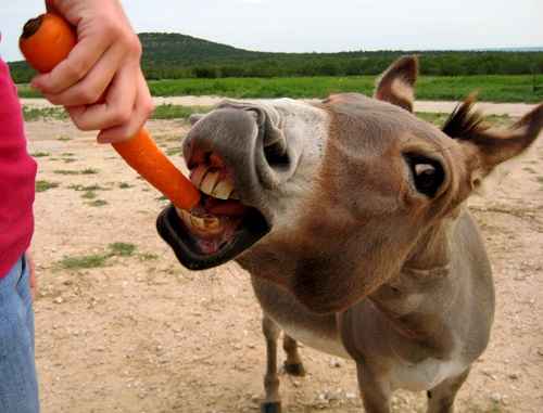 treats for donkeys