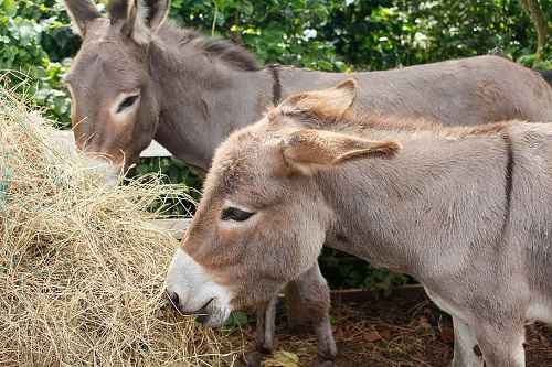 feeding your pregnant donkey