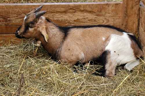 housing a pregnant goat