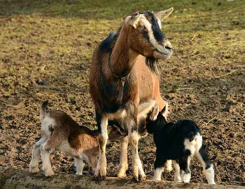 caring for a pregnant goat