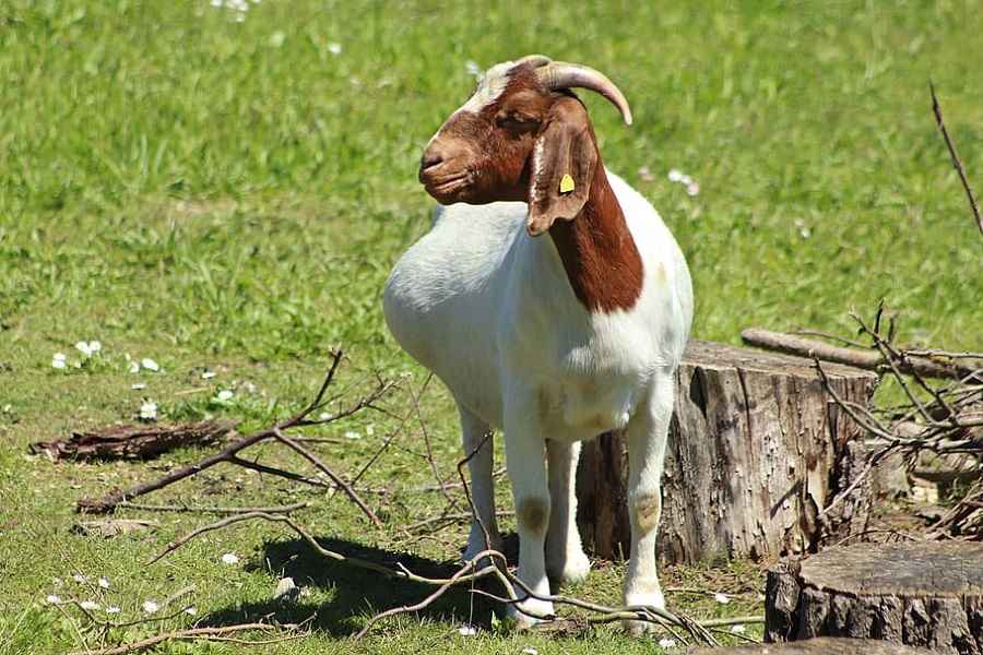 how to care for a pregnant goat