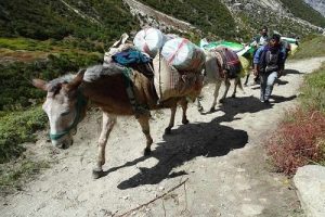 What are Mules Used For? [How are they Better?]