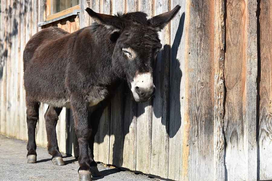 what to feed a pregnant donkey