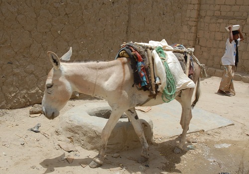 donkey working in hot weather