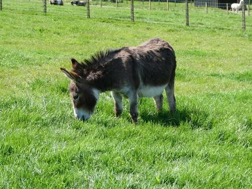 cost to raise a mini donkey