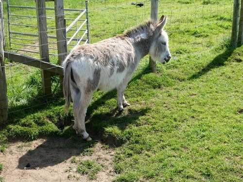 where to get a miniature donkey