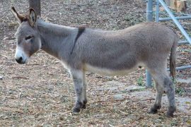 how much are miniature donkeys
