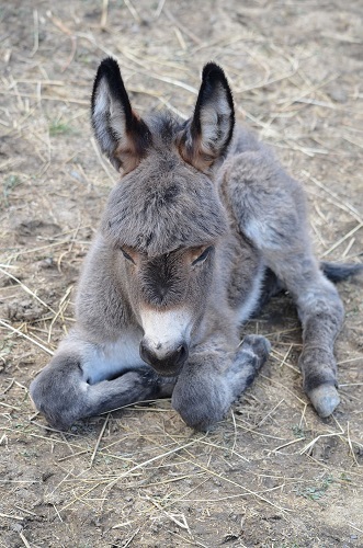 diseases in donkeys