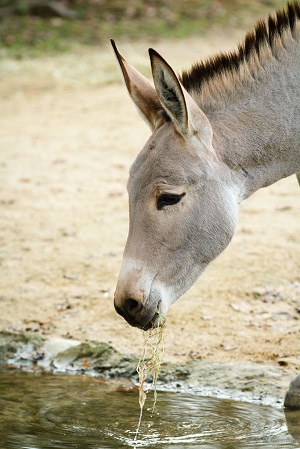 donkey drinking water