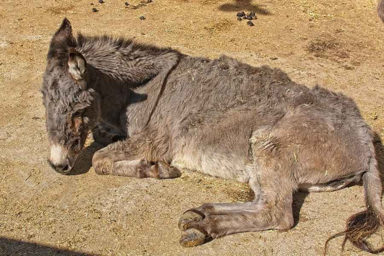 5 Common Health Problems in Donkeys [And Ways to Prevent Them]