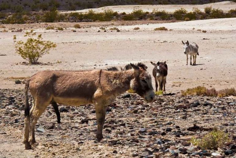 how to keep donkeys cool in hot weather