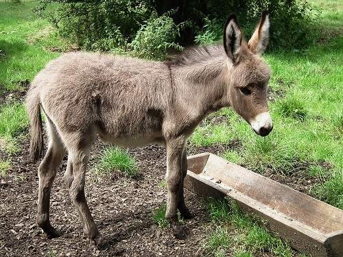 health problems in donkeys