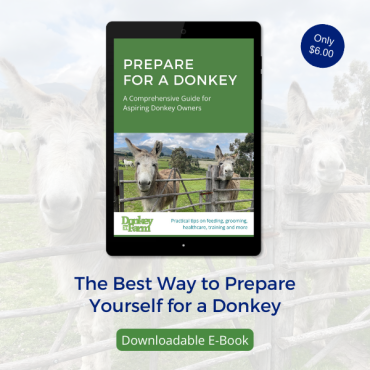 Can You Ride Donkeys? [Don't Forget These Riding Tips]